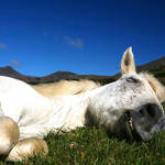 Horses 7