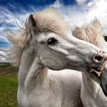 Horses 8