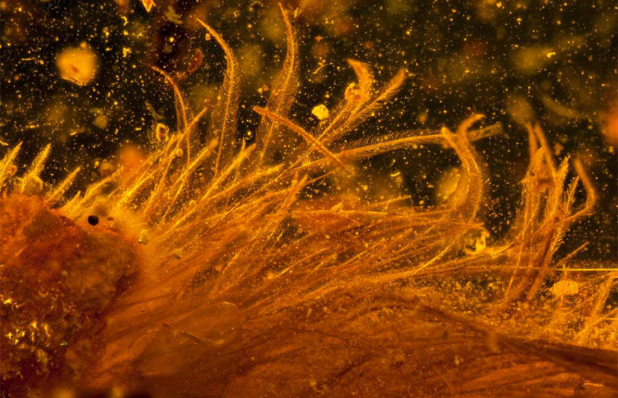 Just Discovered 99-Million-Year-Old Tail Of Dinosaur in Amber