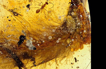 Just Discovered 99-Million-Year-Old Tail Of Dinosaur in Amber