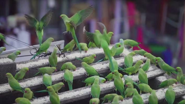 The Incredible Story of the « Parrots Man » of Chennai