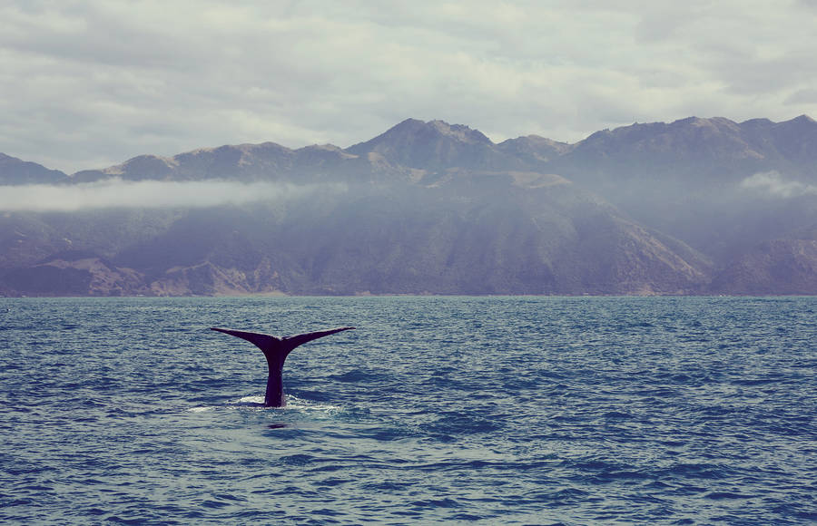 Dreamlike Pictures of a One-Month Trip in New Zealand