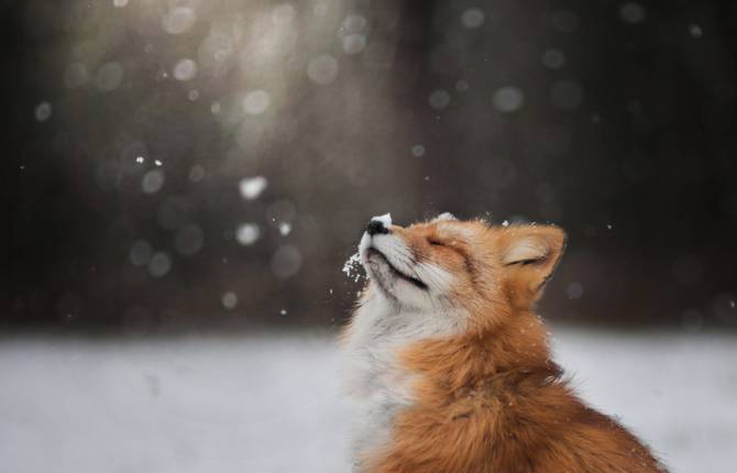 Enchanting Portraits of a Red Fox