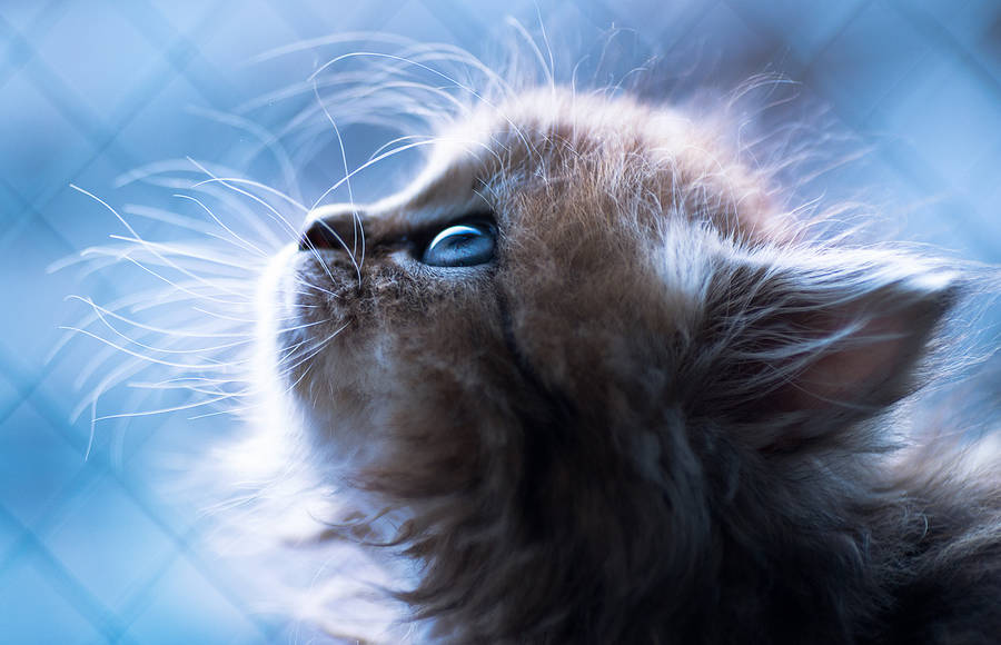 Cute Photographs of an Adorable Kitten