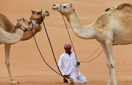 Stunning Pictures of Camels Crossing Hameem Desert