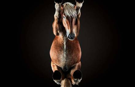 Beautiful Pictures of Horses From the Bottom
