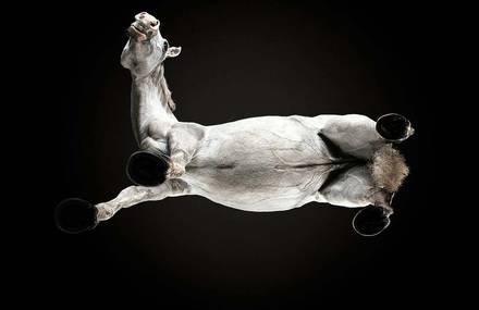 Beautiful Pictures of Horses From the Bottom