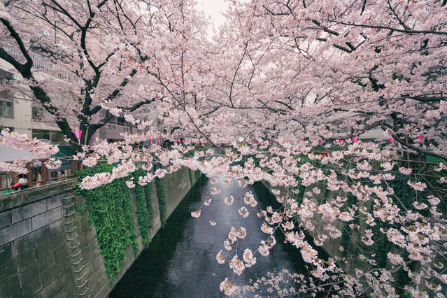 In japan the spring