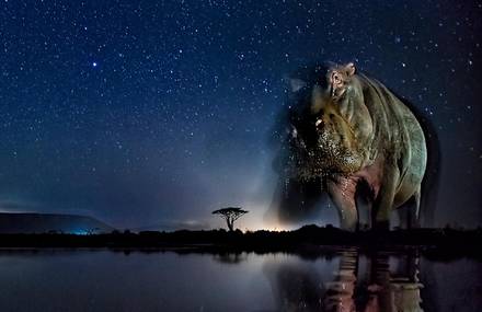 Stunning Portrait of Wild Animals at Night