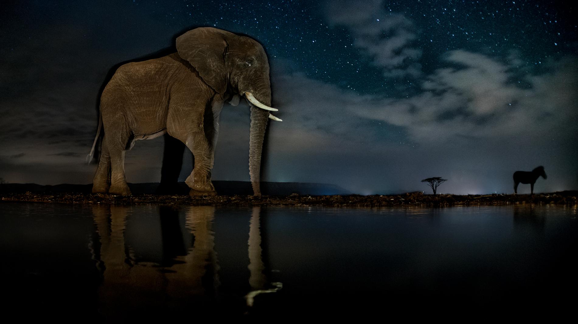 Stunning Portrait of Wild Animals at Night Media