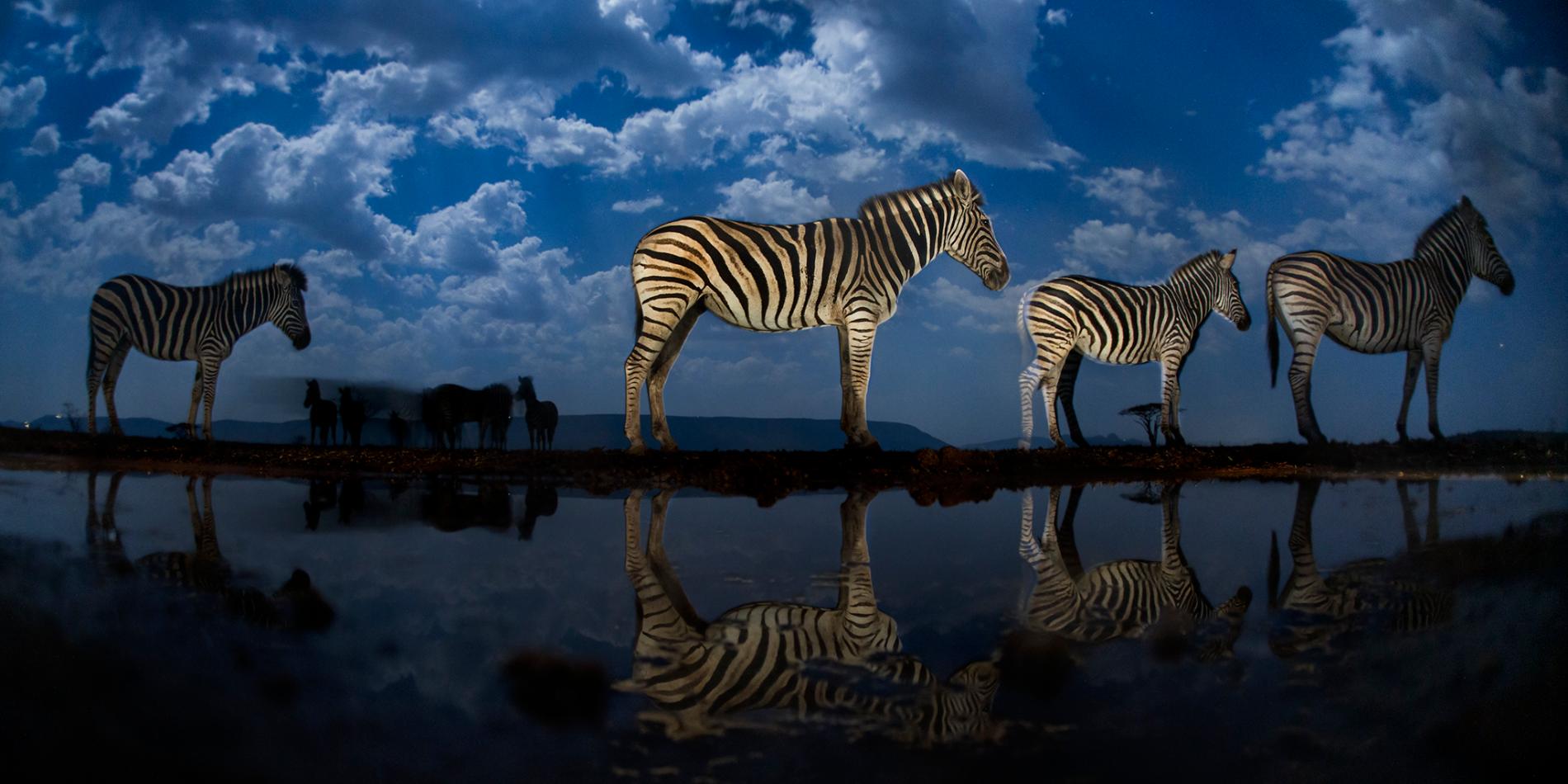 Stunning Portrait of Wild Animals at Night Media