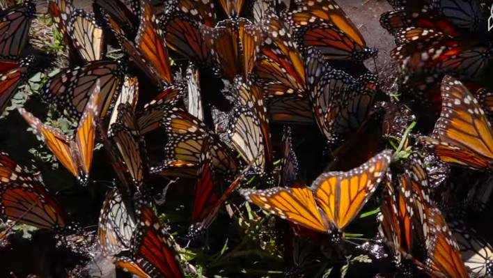Millions of Butterflies in Michoacán