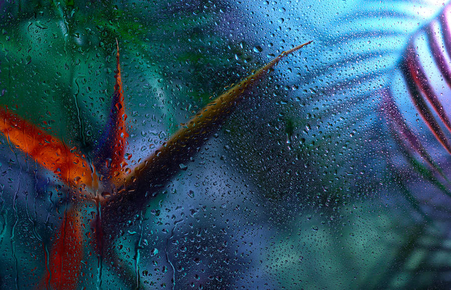Colorful Plants Photography After Rain