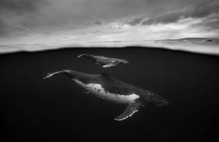 Dreamlike Black and White Pictures of Whales