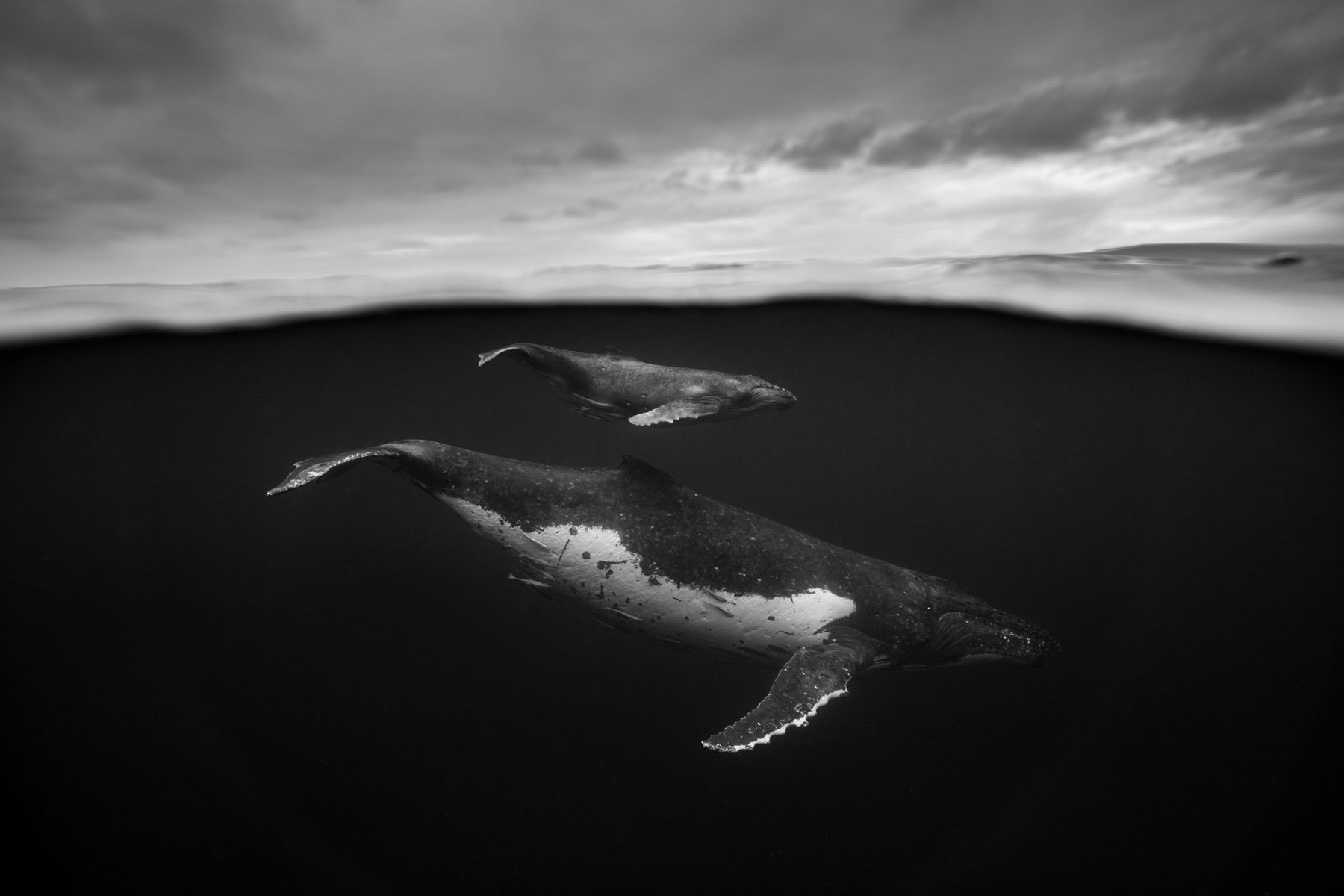 giantswhales1.jpg
