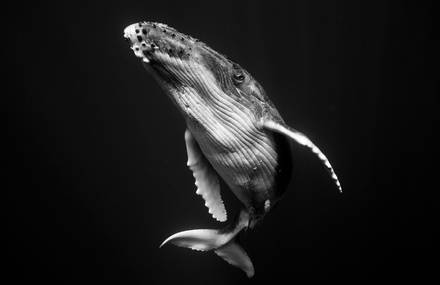 Dreamlike Black and White Pictures of Whales
