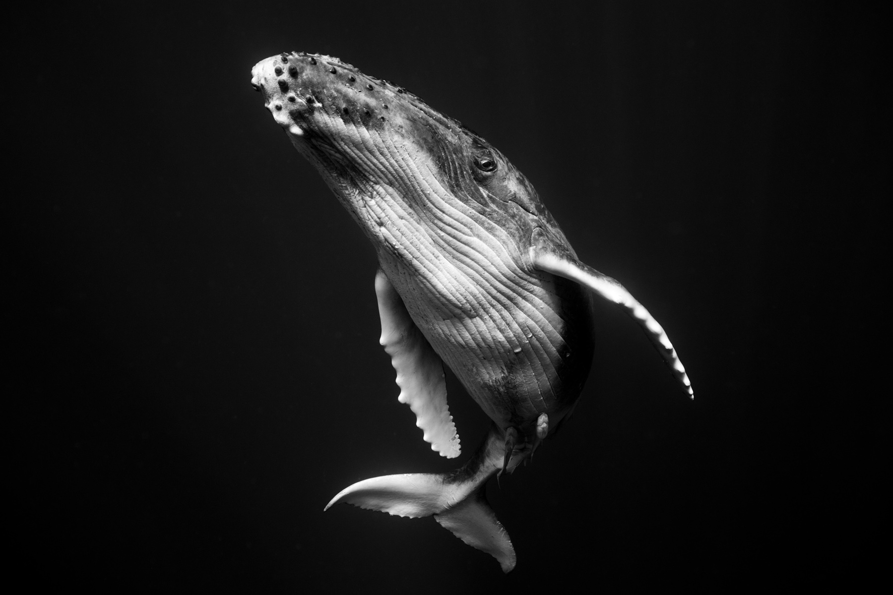 giantswhales2.jpg