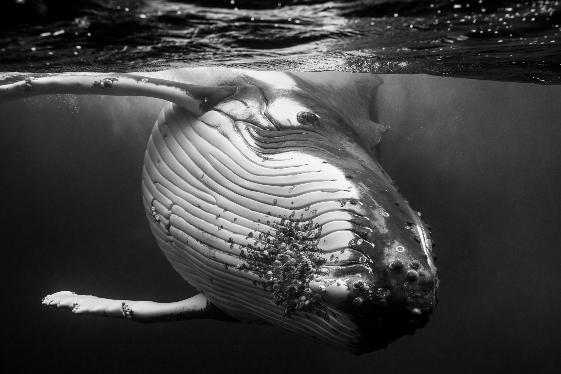 giantswhales3.jpg