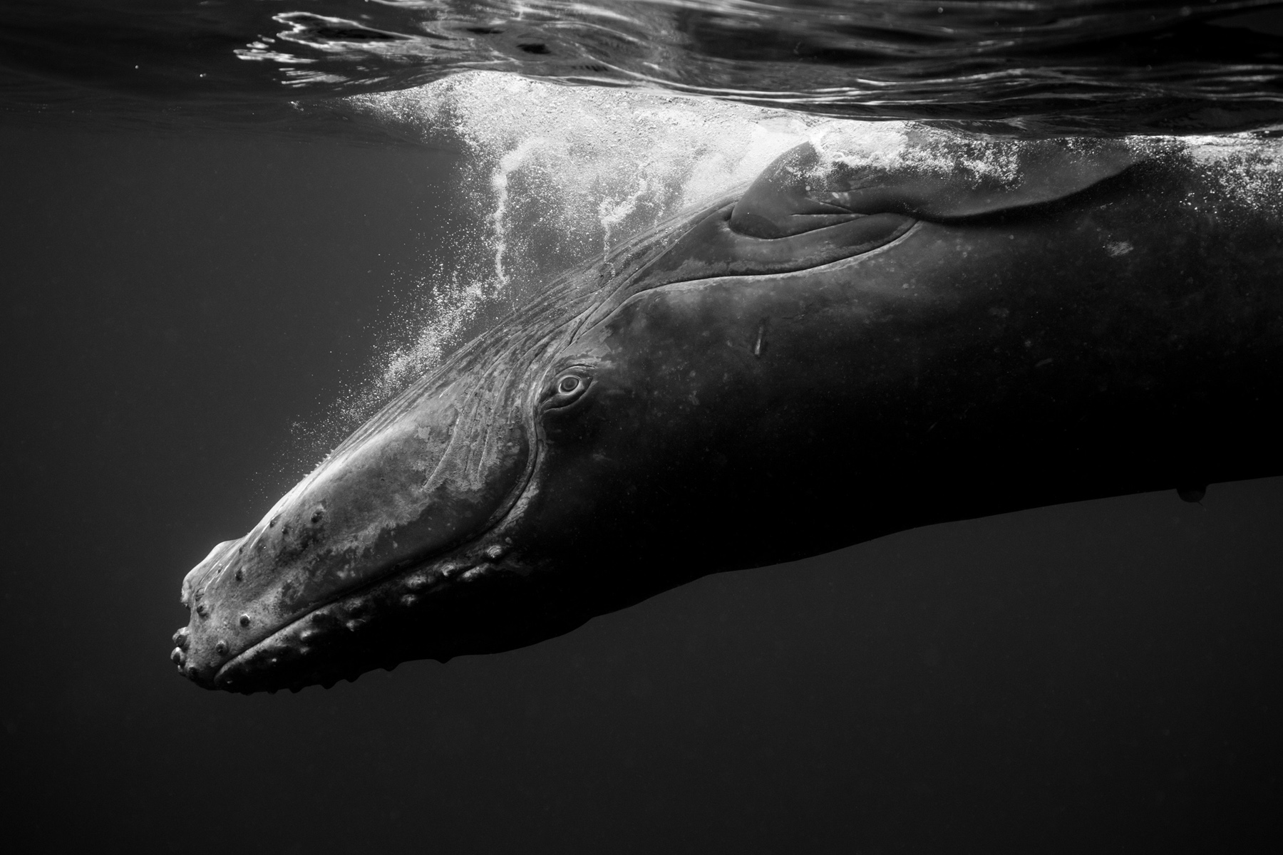 giantswhales5.jpg