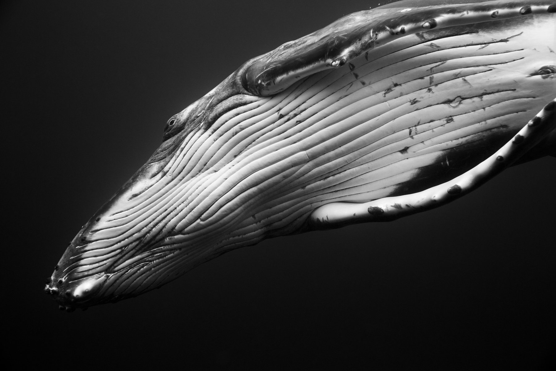giantswhales6.jpg