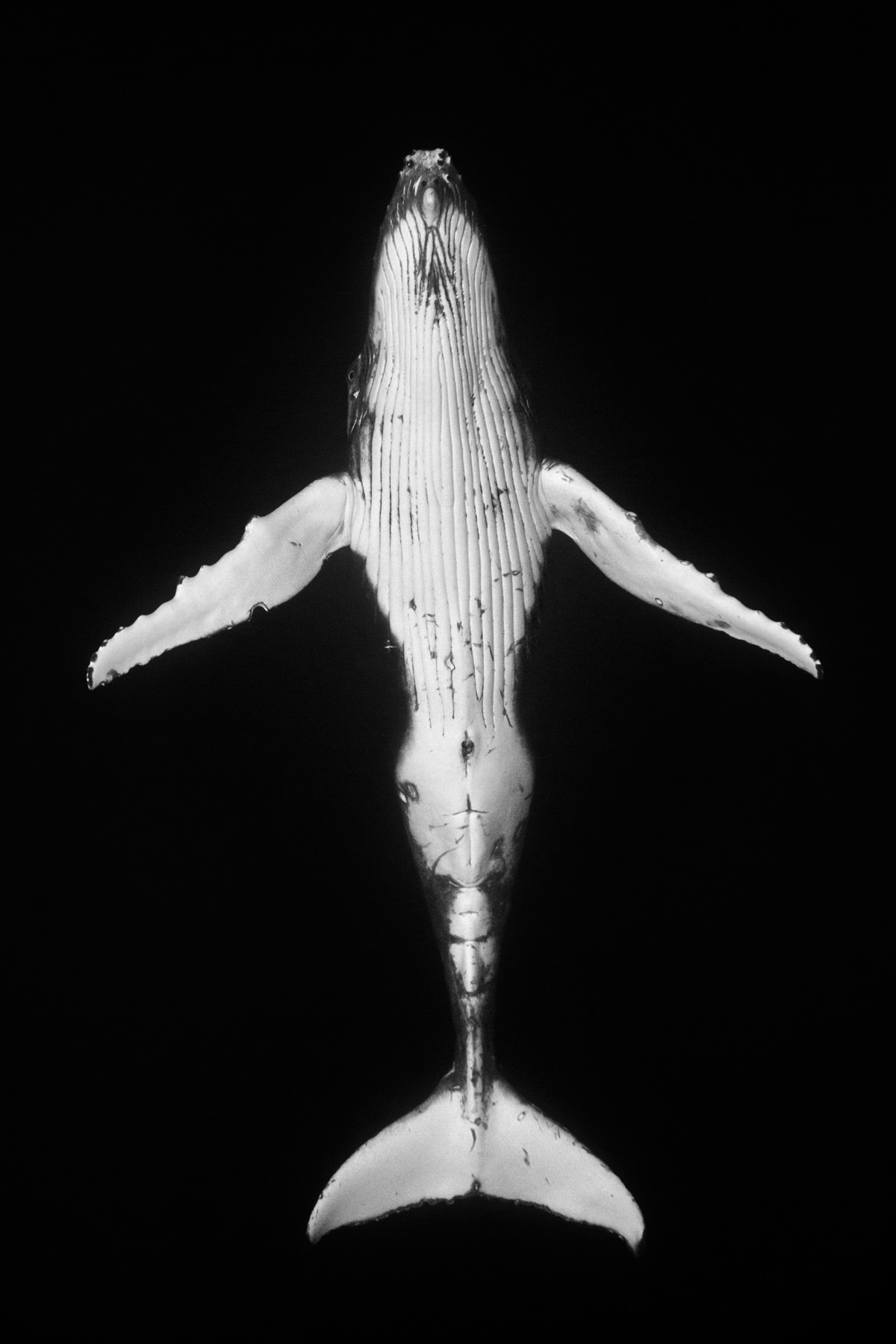 giantswhales7.jpg