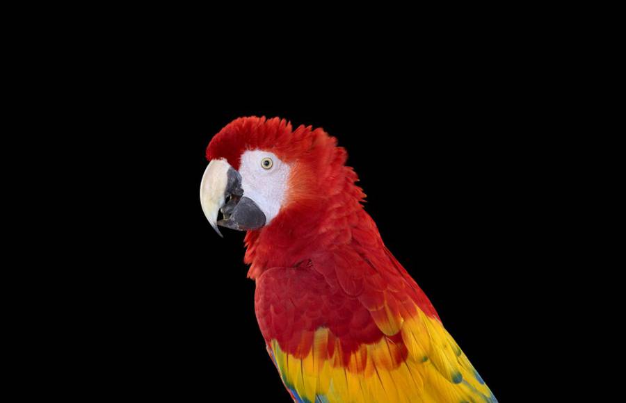 Beautiful Portraits of Parrots by Brad Wilson
