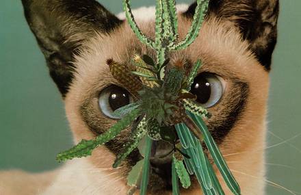Cats & Plants by Stephen Eichhorn