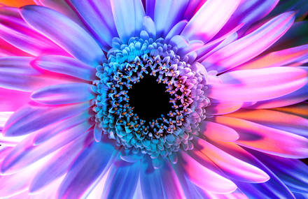 Psychedelic Photographs of Flowers