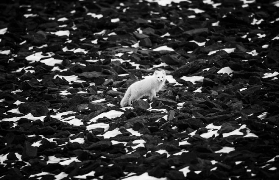 Poetic Black & White Pictures of the Far North by Laurent Baheux