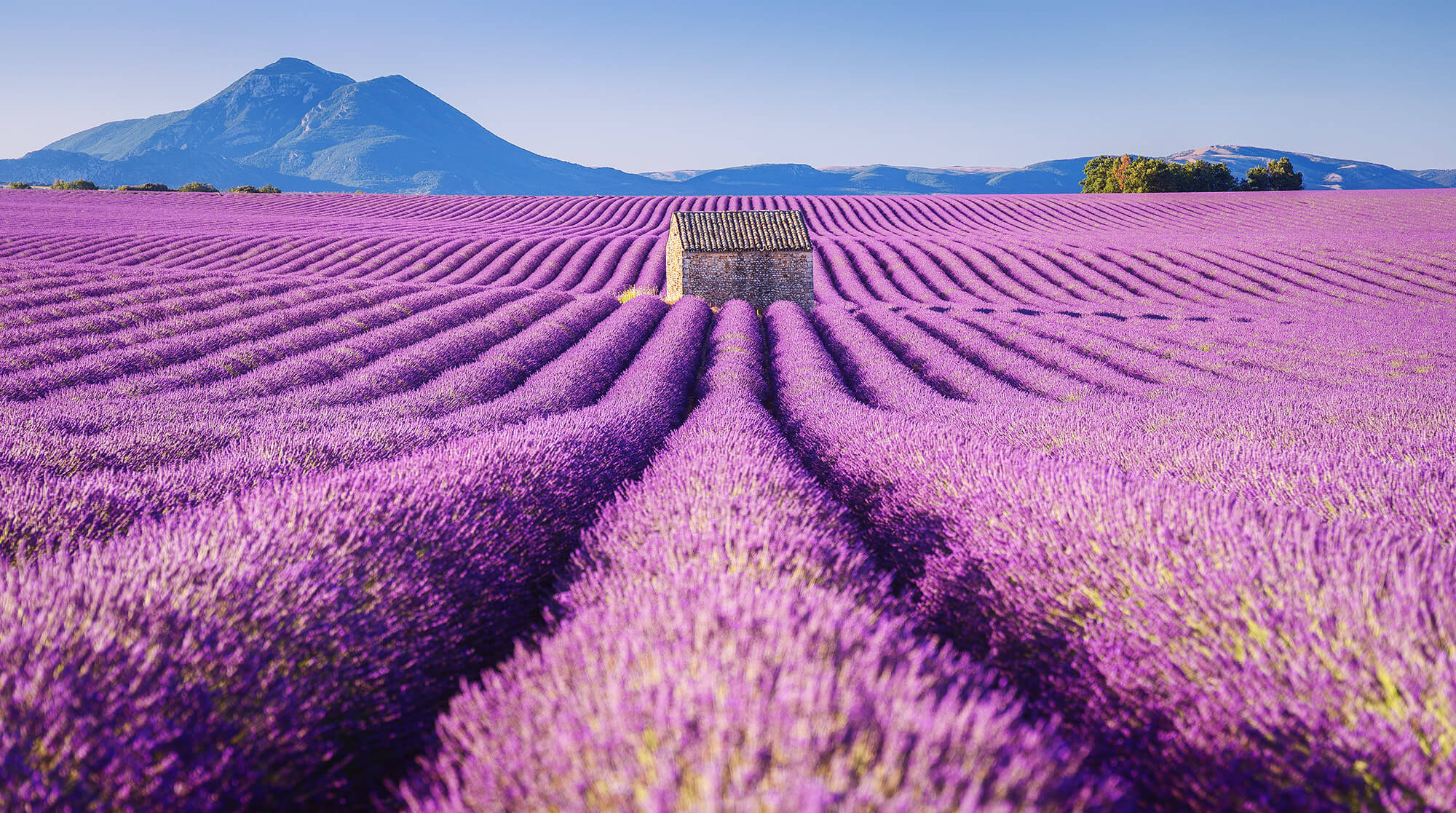 Hasil gambar untuk Lavender Fields