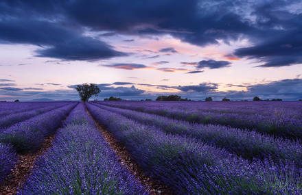 Stunning Pictures of Lavender Fields