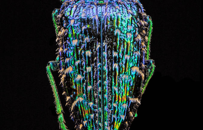 Stunning Pictures of Colourful Insects