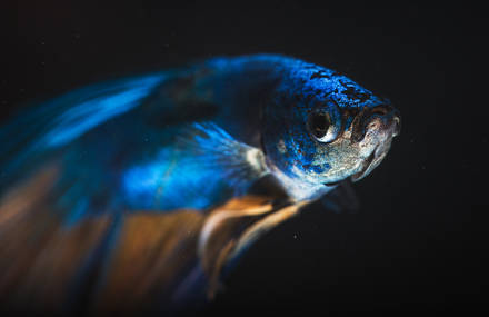 Detailed Photographs of Rare Fish Species