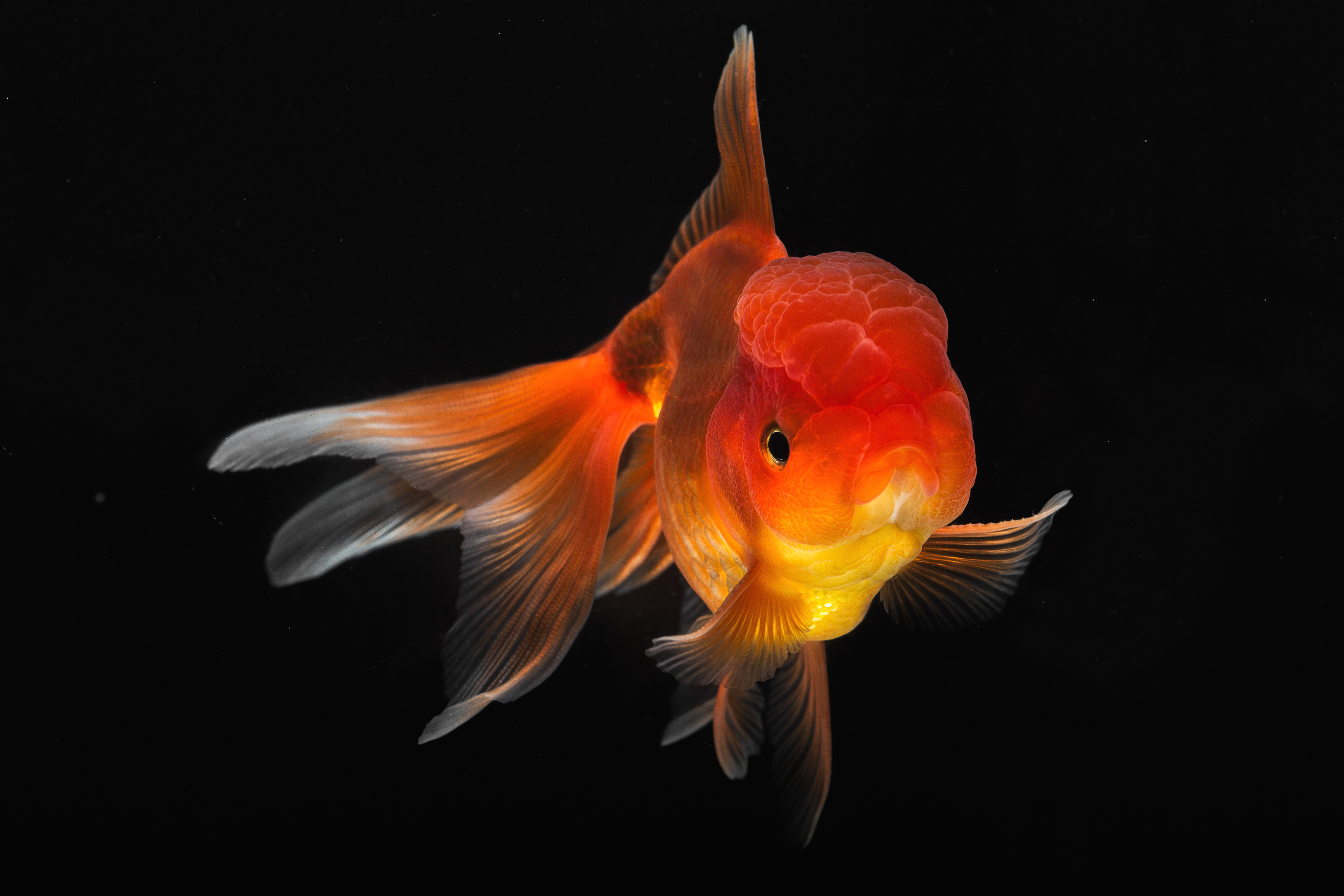 Detailed Photographs of Rare Fish Species – Fubiz Media