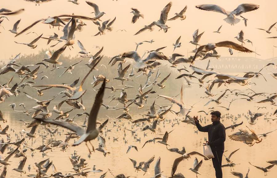 Breathtaking Images of Seagulls Flying Over India’s Rivers