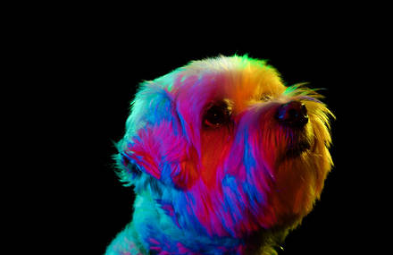 Striking Portraits of Rescue Dogs