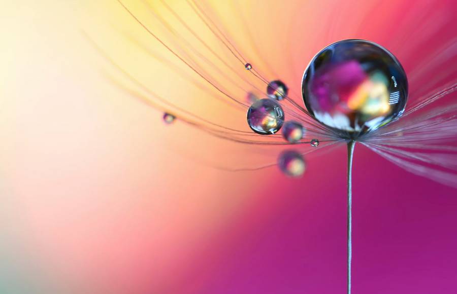 Stunning Macro Shots of Water Droplets