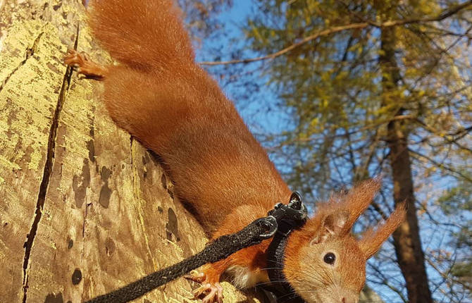 Instagram’s Most Famous Red Squirrel