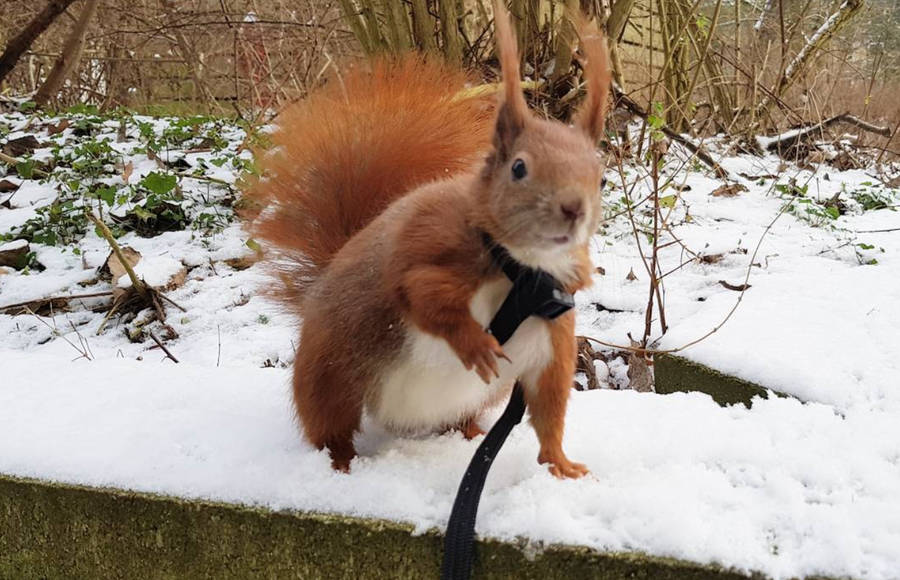Instagram’s Most Famous Red Squirrel