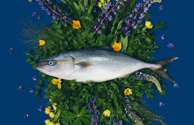 Charming Fish and Flower Compositions