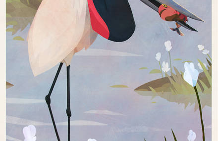 Illustrations of Brazilian Birds