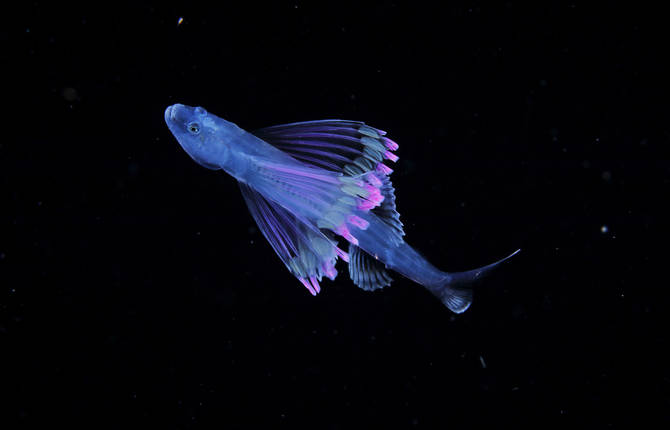 Amazing Pictures of Plankton
