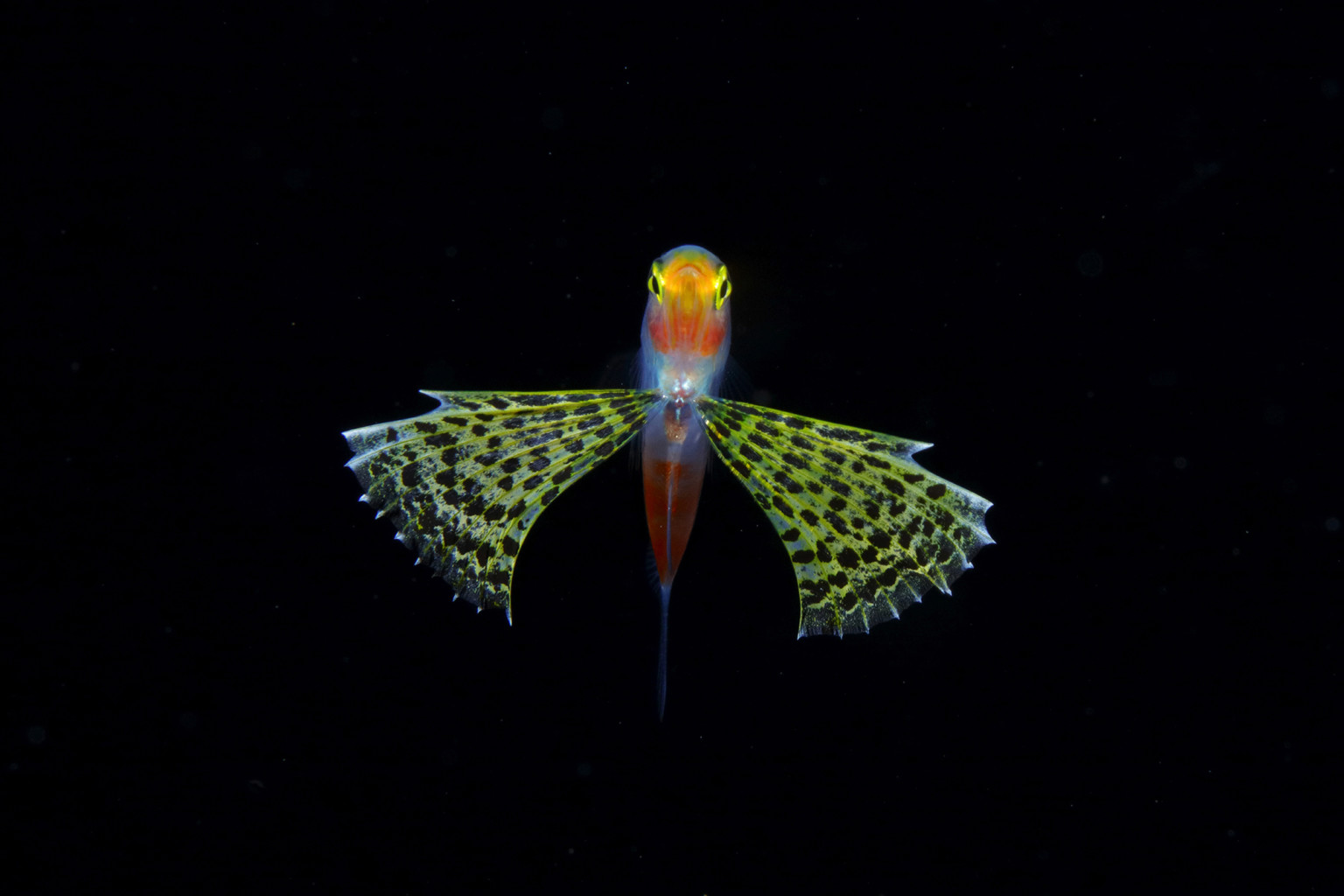 Amazing Pictures of Plankton ! By Costanza RyoMinemizu_06-768x512@2x