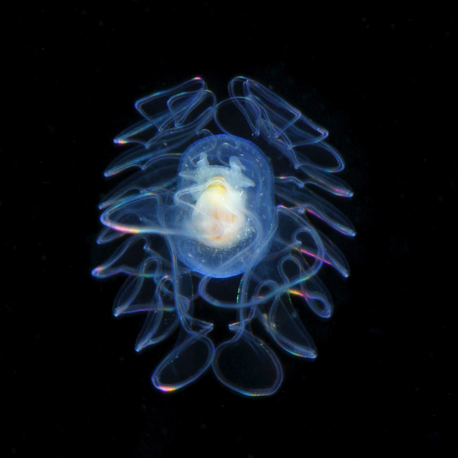 Amazing Pictures of Plankton ! By Costanza RyoMinemizu_12-768x768@2x