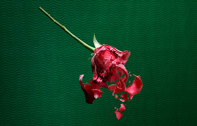 Poetic Breaking Roses By Paloma Rincón