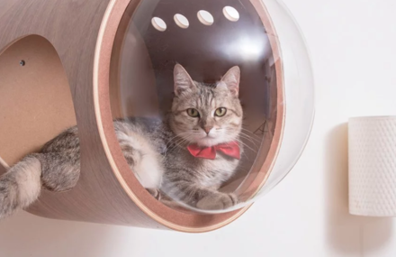 Spaceship Inspired Beds for Cats