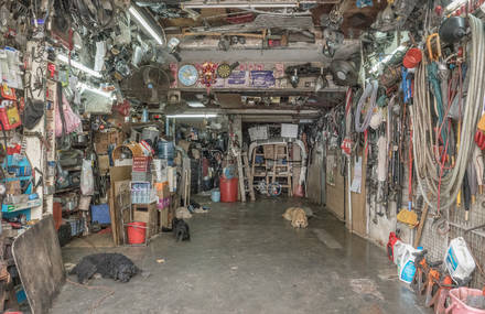 Meet Hong Kong’s Garage Dogs