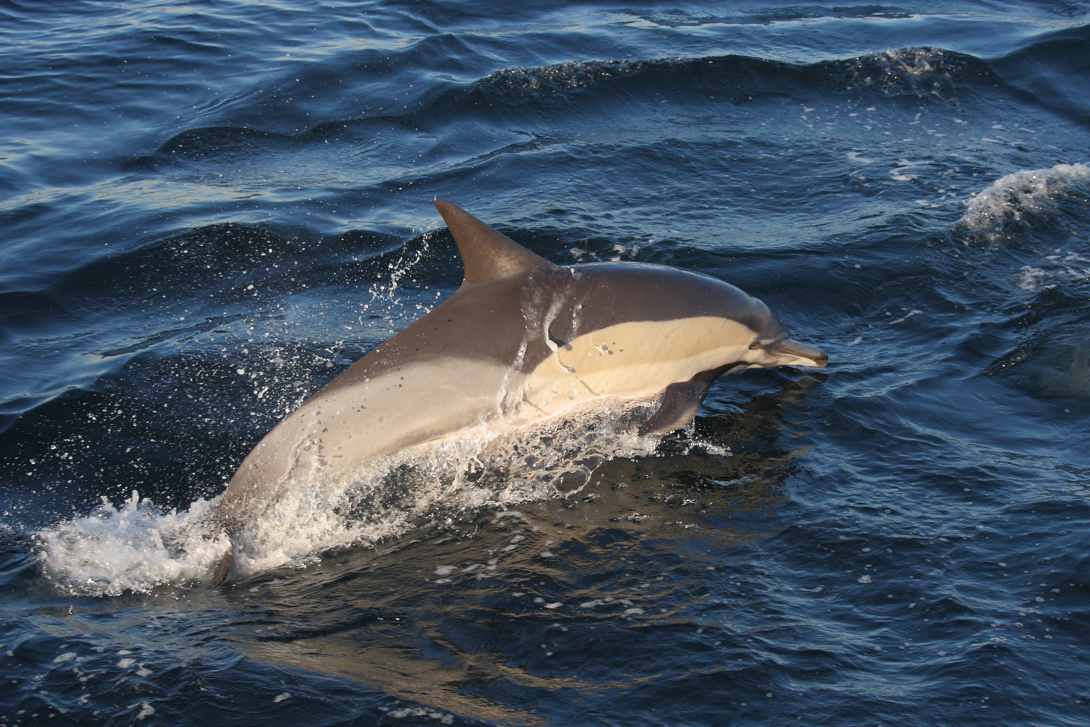 long-beaked common dolphin, Delphinus capensis, False Bay, South