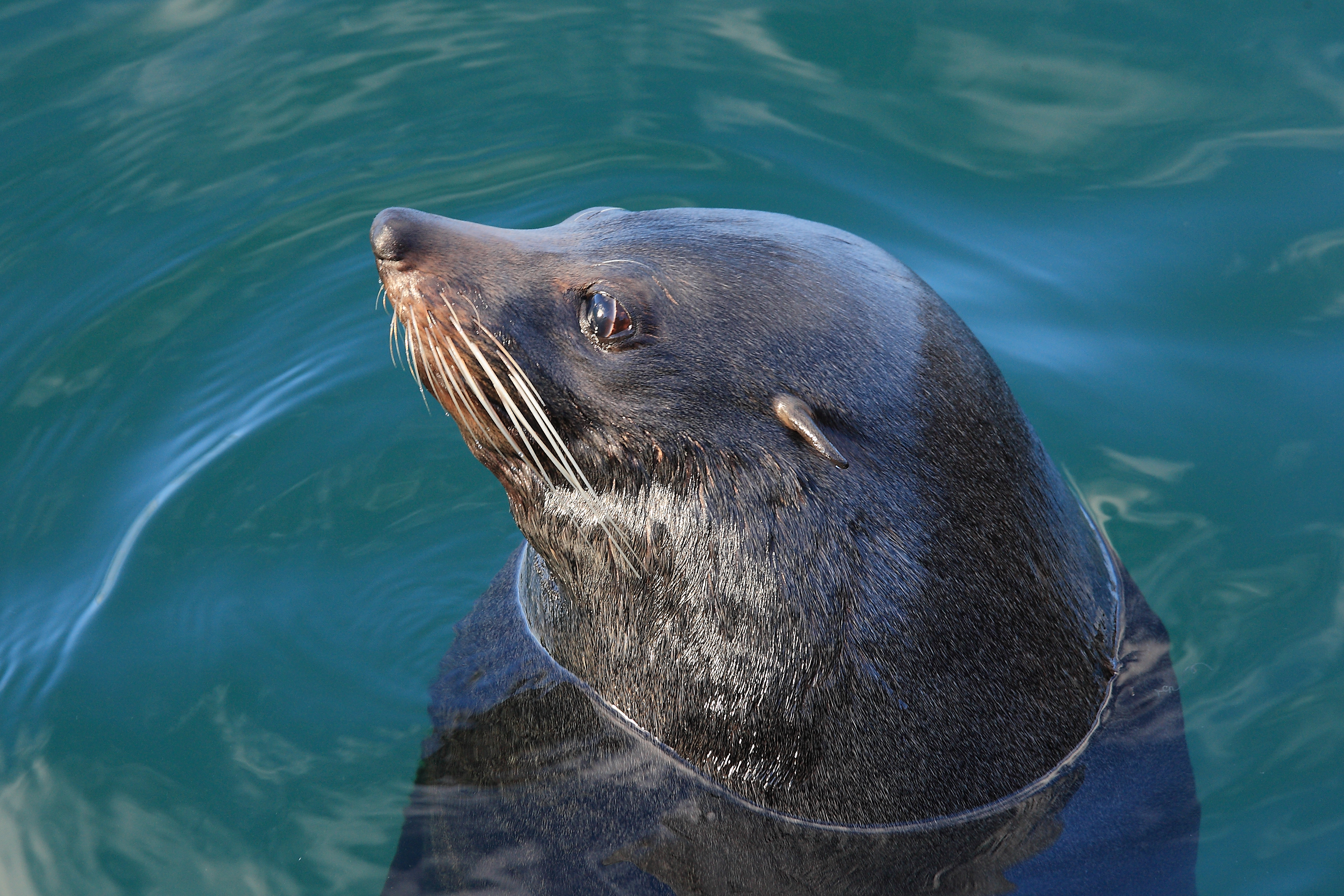 long-nosed fur seal or South Australian fur seal, Arctocephalus