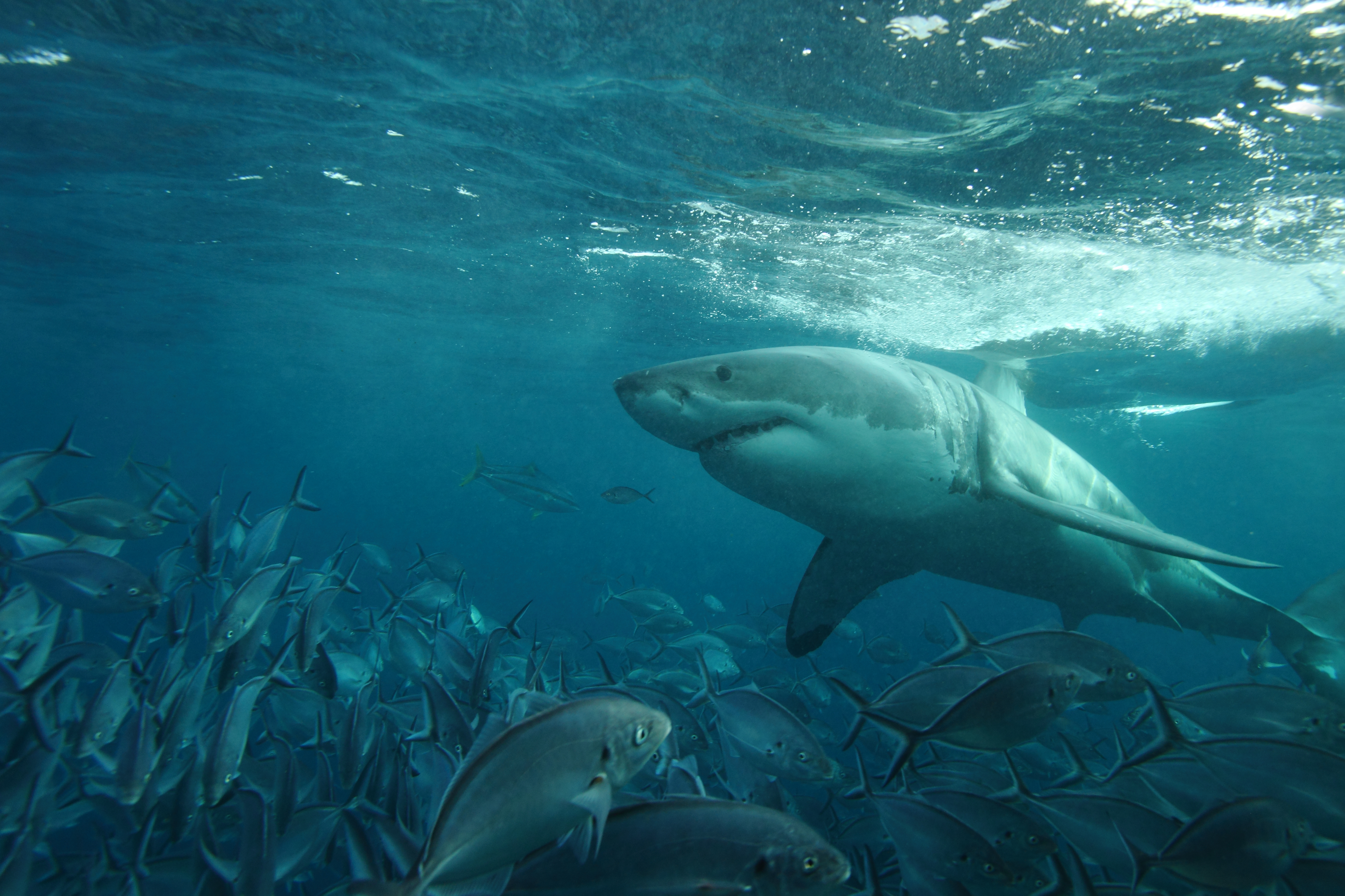 great white shark, Carcharodon carcharias, and silver trevallies